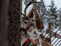 Christmas Lapland